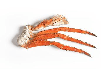 Kamchatka Red King Crab